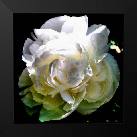 Peony In Morning Sun  Black Modern Wood Framed Art Print by Calkins, Michelle