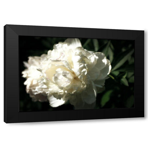 White Peony In Spring  Black Modern Wood Framed Art Print with Double Matting by Calkins, Michelle