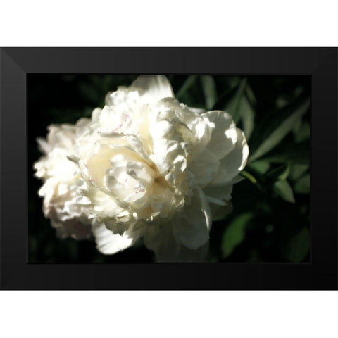 White Peony In Spring  Black Modern Wood Framed Art Print by Calkins, Michelle