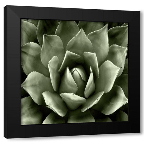 Green Succulent II Black Modern Wood Framed Art Print by Jensen, Mia
