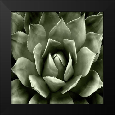 Green Succulent II Black Modern Wood Framed Art Print by Jensen, Mia