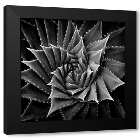 Succulent I Black Modern Wood Framed Art Print by Jensen, Mia