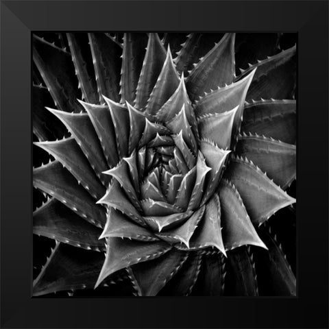 Succulent I Black Modern Wood Framed Art Print by Jensen, Mia