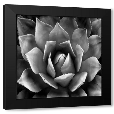 Succulent II Black Modern Wood Framed Art Print by Jensen, Mia
