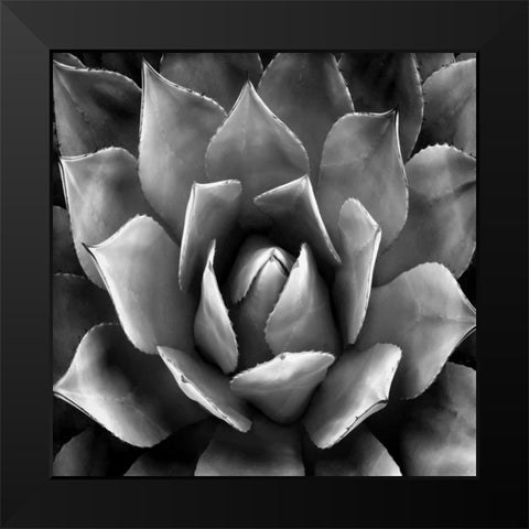 Succulent II Black Modern Wood Framed Art Print by Jensen, Mia