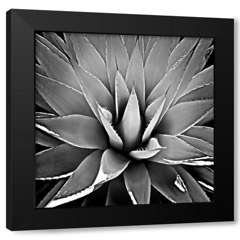 Succulent III Black Modern Wood Framed Art Print by Jensen, Mia