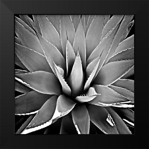 Succulent III Black Modern Wood Framed Art Print by Jensen, Mia