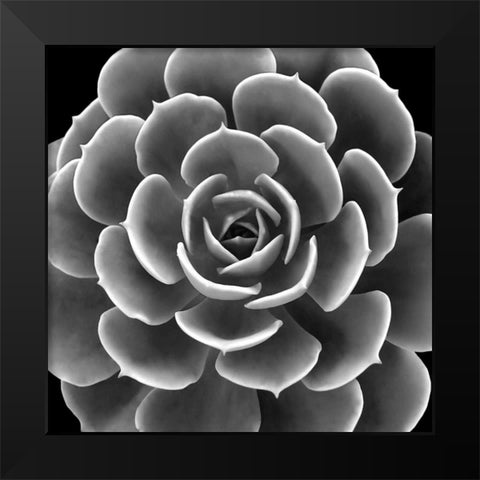 Succulent IIII IV Black Modern Wood Framed Art Print by Jensen, Mia