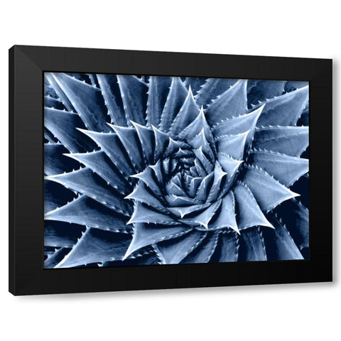 Succulent Indigo I Black Modern Wood Framed Art Print with Double Matting by Jensen, Mia