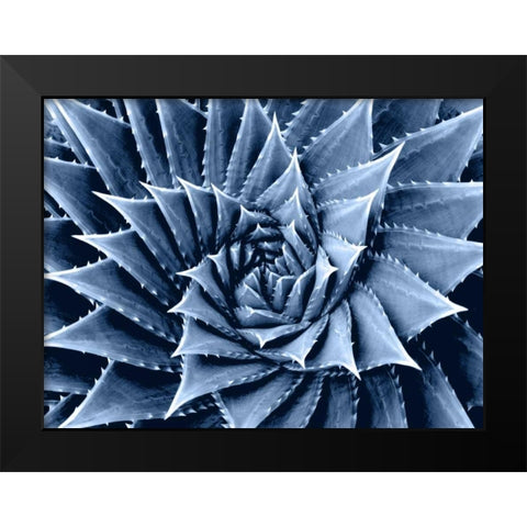 Succulent Indigo I Black Modern Wood Framed Art Print by Jensen, Mia