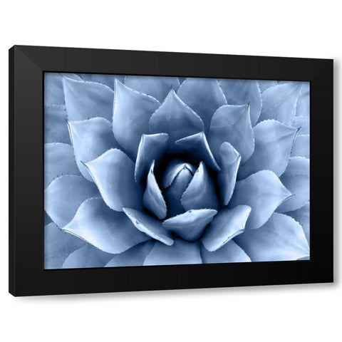 Succulent Indigo II Black Modern Wood Framed Art Print with Double Matting by Jensen, Mia