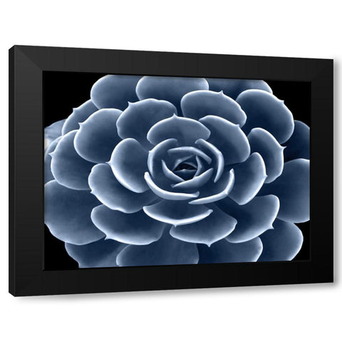Succulent Indigo IV Black Modern Wood Framed Art Print by Jensen, Mia