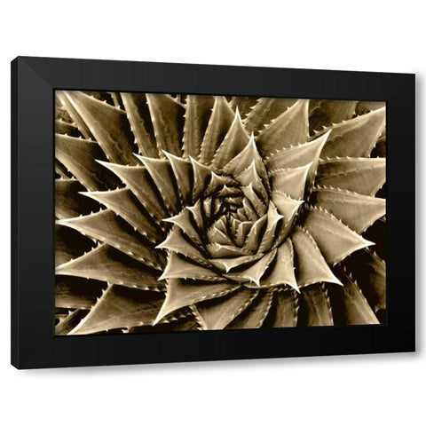 Succulent Taupe I Black Modern Wood Framed Art Print with Double Matting by Jensen, Mia