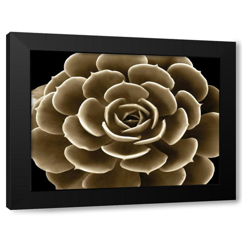 Succulent Taupe IV Black Modern Wood Framed Art Print by Jensen, Mia