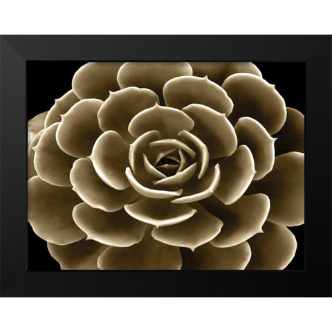 Succulent Taupe IV Black Modern Wood Framed Art Print by Jensen, Mia