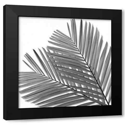Palm Black and White I Black Modern Wood Framed Art Print with Double Matting by Jensen, Mia