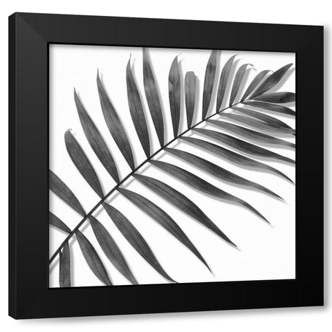 Palm Black and White II Black Modern Wood Framed Art Print with Double Matting by Jensen, Mia