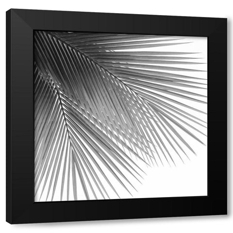 Palm Black and White VI Black Modern Wood Framed Art Print with Double Matting by Jensen, Mia