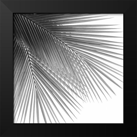 Palm Black and White VI Black Modern Wood Framed Art Print by Jensen, Mia