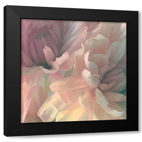 Chrysanthemum I Black Modern Wood Framed Art Print by Pollard, David