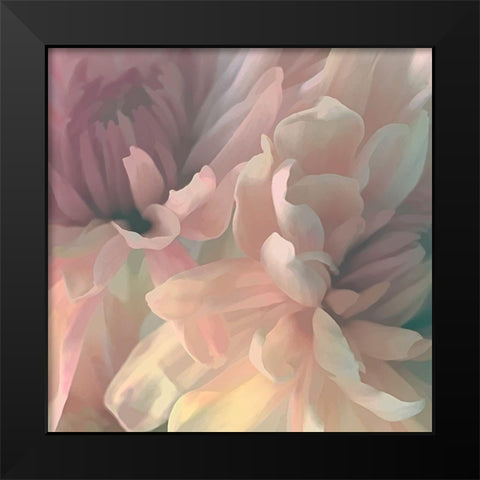 Chrysanthemum I Black Modern Wood Framed Art Print by Pollard, David
