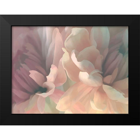 Chrysanthemum II Black Modern Wood Framed Art Print by Pollard, David