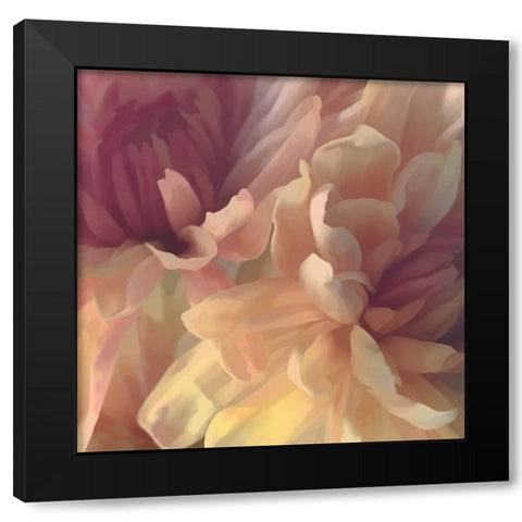 Chrysanthemum III Black Modern Wood Framed Art Print by Pollard, David