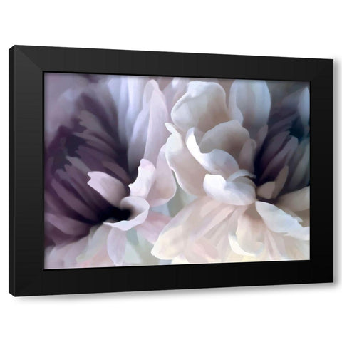 Chrysanthemum X Black Modern Wood Framed Art Print by Pollard, David