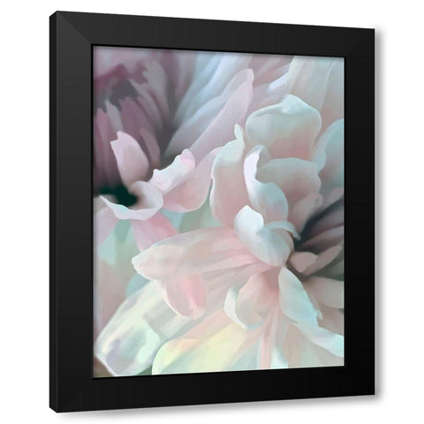 Chrysanthemum XII Black Modern Wood Framed Art Print by Pollard, David