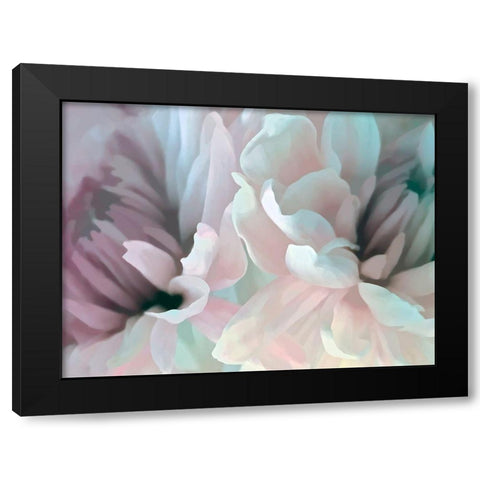 Chrysanthemum XIII Black Modern Wood Framed Art Print by Pollard, David