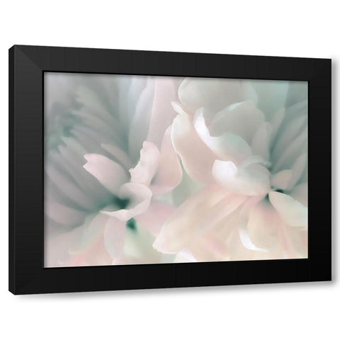Chrysanthemum Pink and Cyan III Black Modern Wood Framed Art Print by Pollard, David