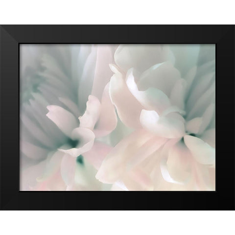 Chrysanthemum Pink and Cyan III Black Modern Wood Framed Art Print by Pollard, David
