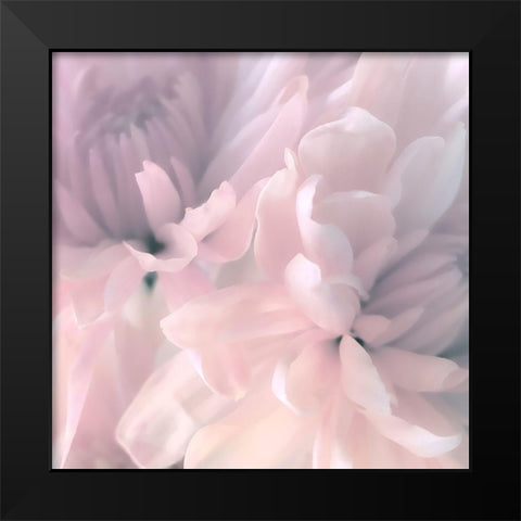 Chrysanthemum Pink Blush I Black Modern Wood Framed Art Print by Pollard, David