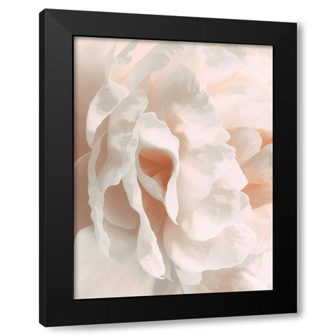 Peony Pale Sepia II Black Modern Wood Framed Art Print with Double Matting by Pollard, David