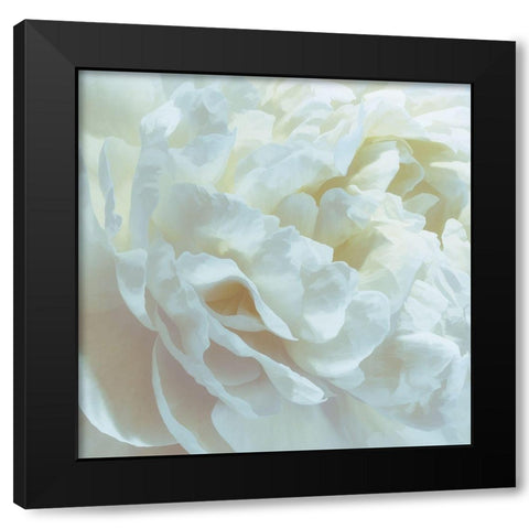 Peony Pale Yellow Blush I Black Modern Wood Framed Art Print with Double Matting by Pollard, David