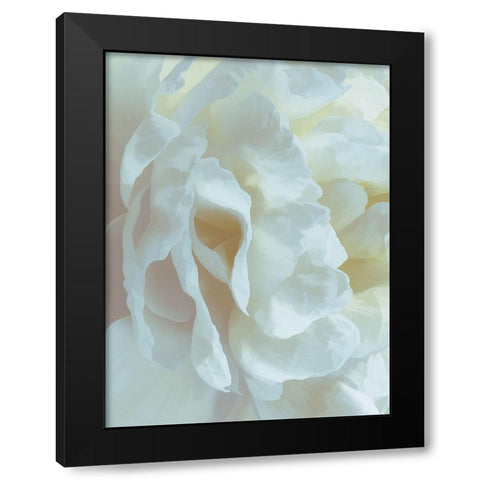 Peony Pale Yellow Blush II Black Modern Wood Framed Art Print with Double Matting by Pollard, David