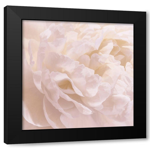 Peony Peaches and Cream I Black Modern Wood Framed Art Print by Pollard, David
