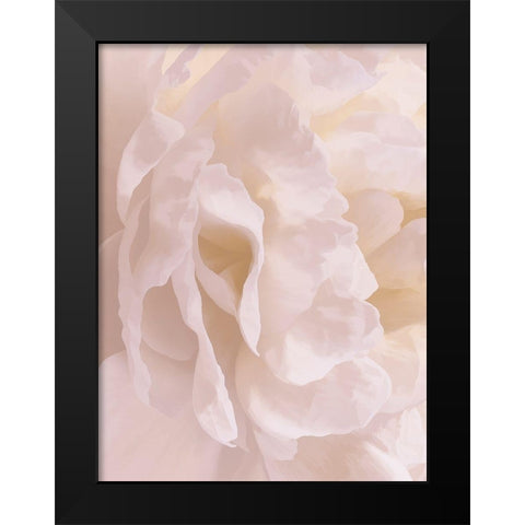 Peony Peaches and Cream II Black Modern Wood Framed Art Print by Pollard, David