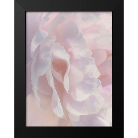 Peony Pink Blush II Black Modern Wood Framed Art Print by Pollard, David