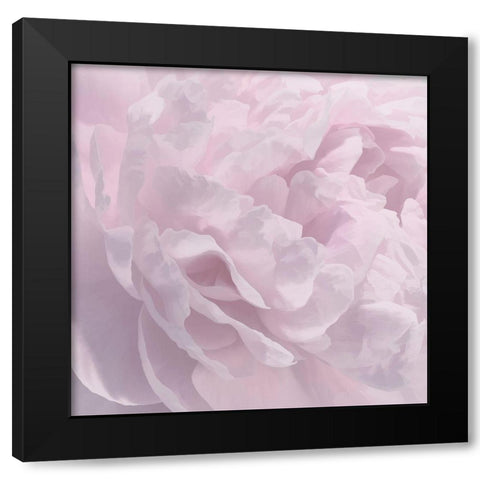 Peony Pink I Black Modern Wood Framed Art Print by Pollard, David
