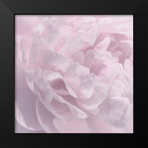 Peony Pink I Black Modern Wood Framed Art Print by Pollard, David