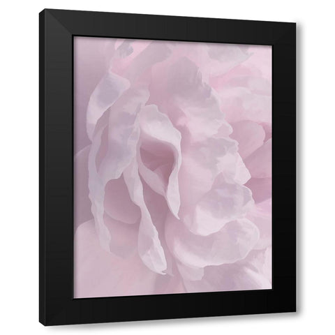 Peony Pink II Black Modern Wood Framed Art Print with Double Matting by Pollard, David