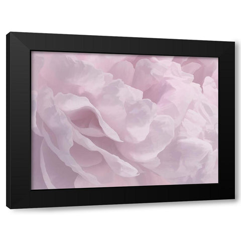 Peony Pink III Black Modern Wood Framed Art Print with Double Matting by Pollard, David