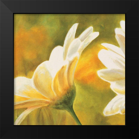 Marguerites dans le soleil 2 Black Modern Wood Framed Art Print by Viollet, Pierre