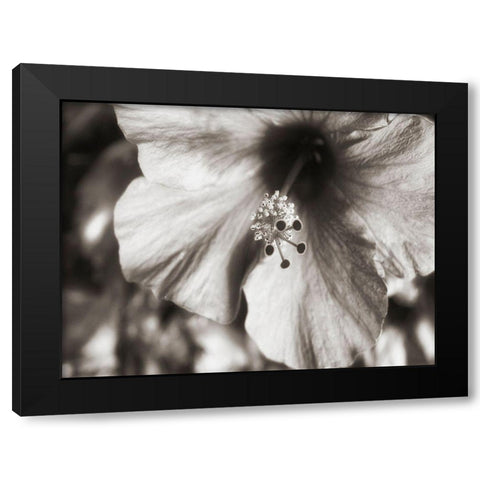 USA, Hawaii, Kauai, Hibiscus Black Modern Wood Framed Art Print with Double Matting by Plank, Savanah