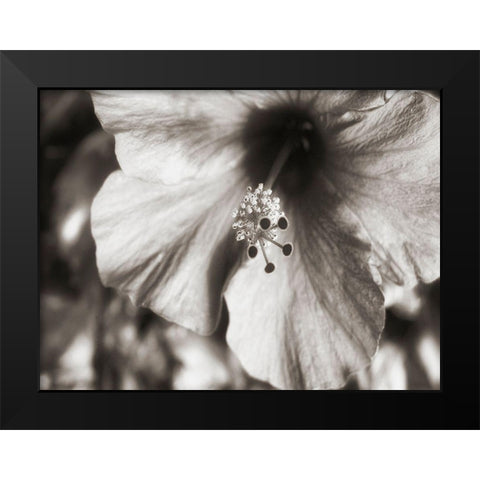 USA, Hawaii, Kauai, Hibiscus Black Modern Wood Framed Art Print by Plank, Savanah