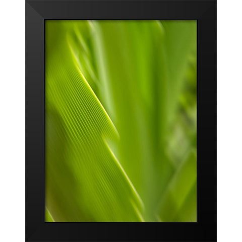 USA, Hawaii, Kauai, tropical f Black Modern Wood Framed Art Print by Plank, Savanah