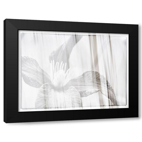 Black and white clematis Black Modern Wood Framed Art Print by Plank, Savanah
