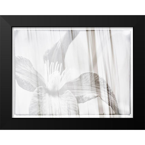 Black and white clematis Black Modern Wood Framed Art Print by Plank, Savanah