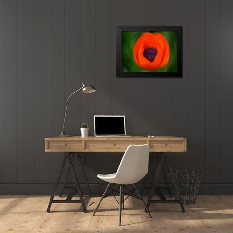 Orange Poppy Black Modern Wood Framed Art Print by Plank, Savanah